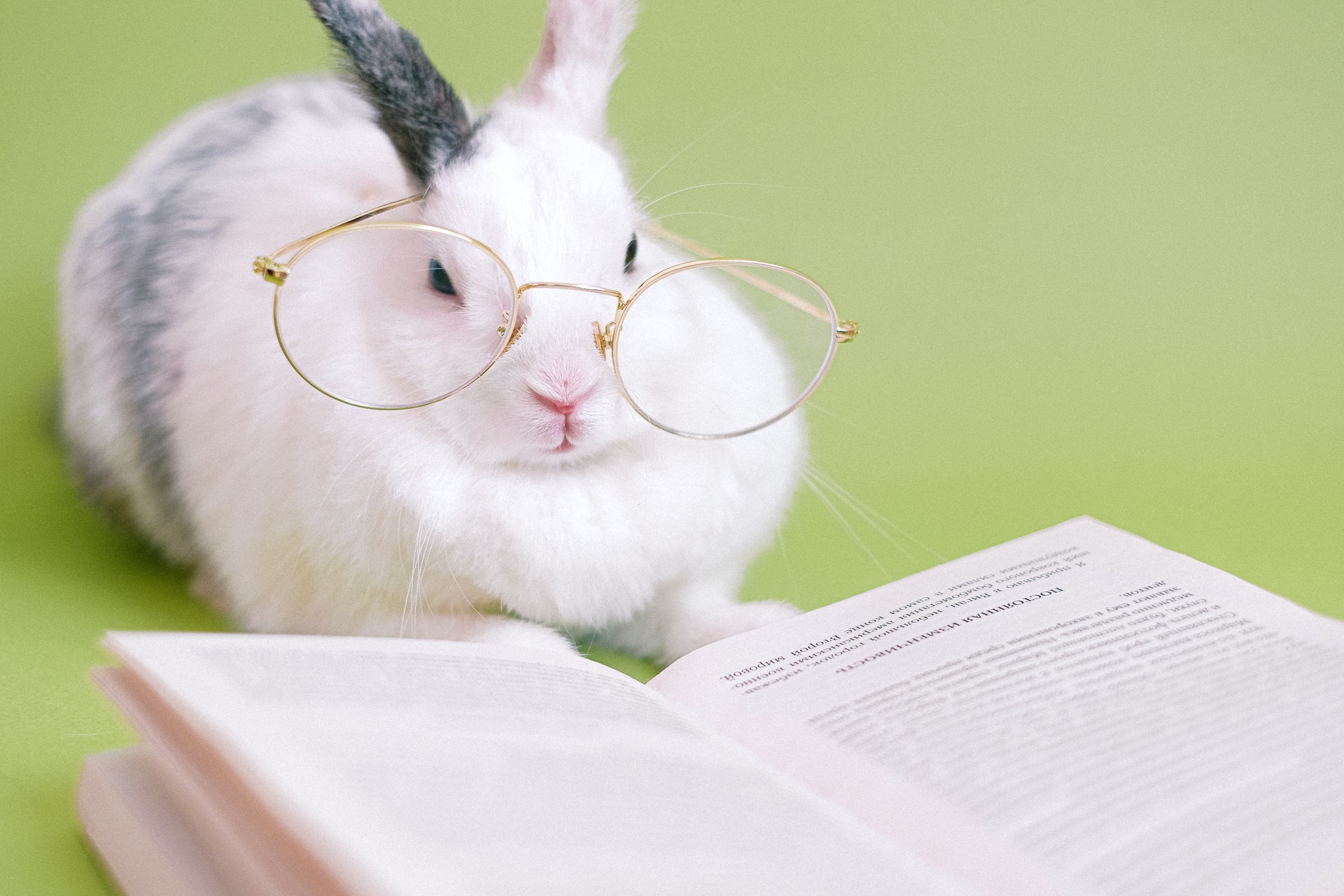 white rabbit with glasses on reading a book