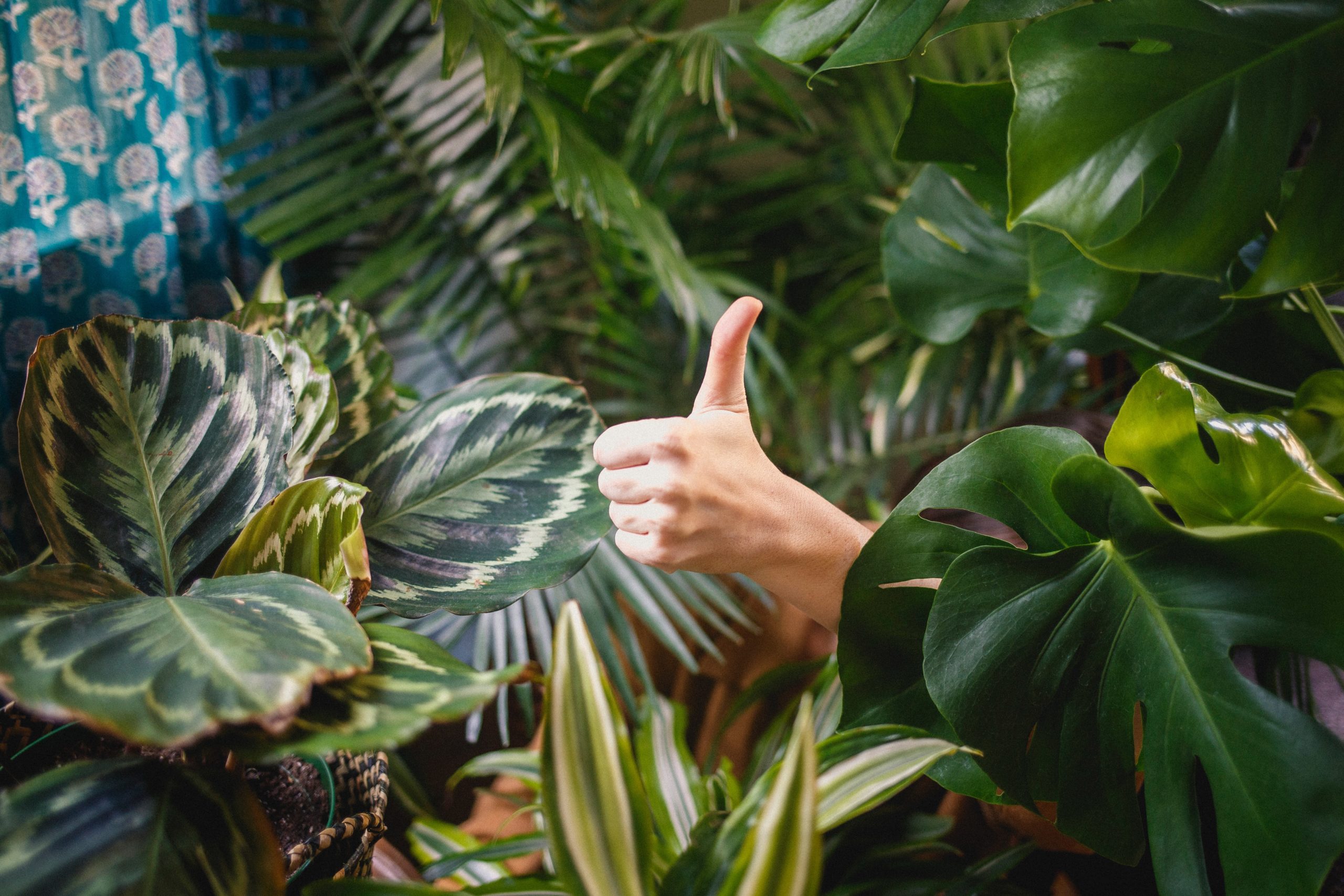 Hand giving a thumbs up with lots of plants surrounding