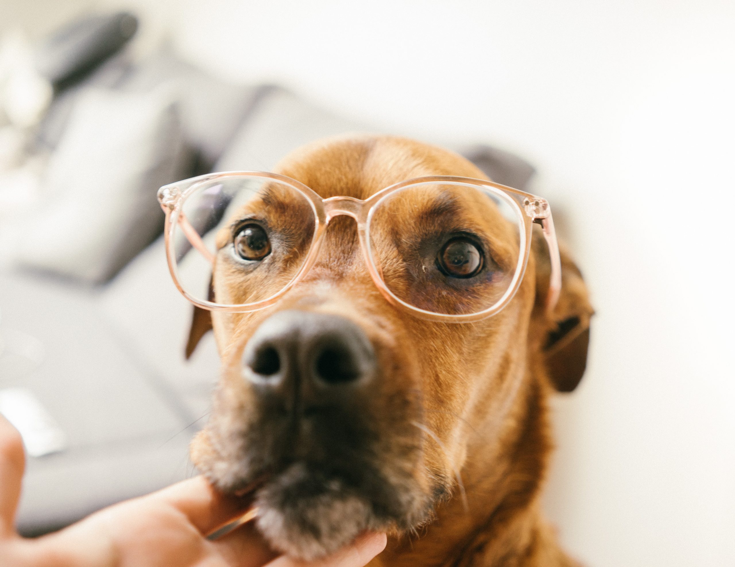 An alert dog with glasses